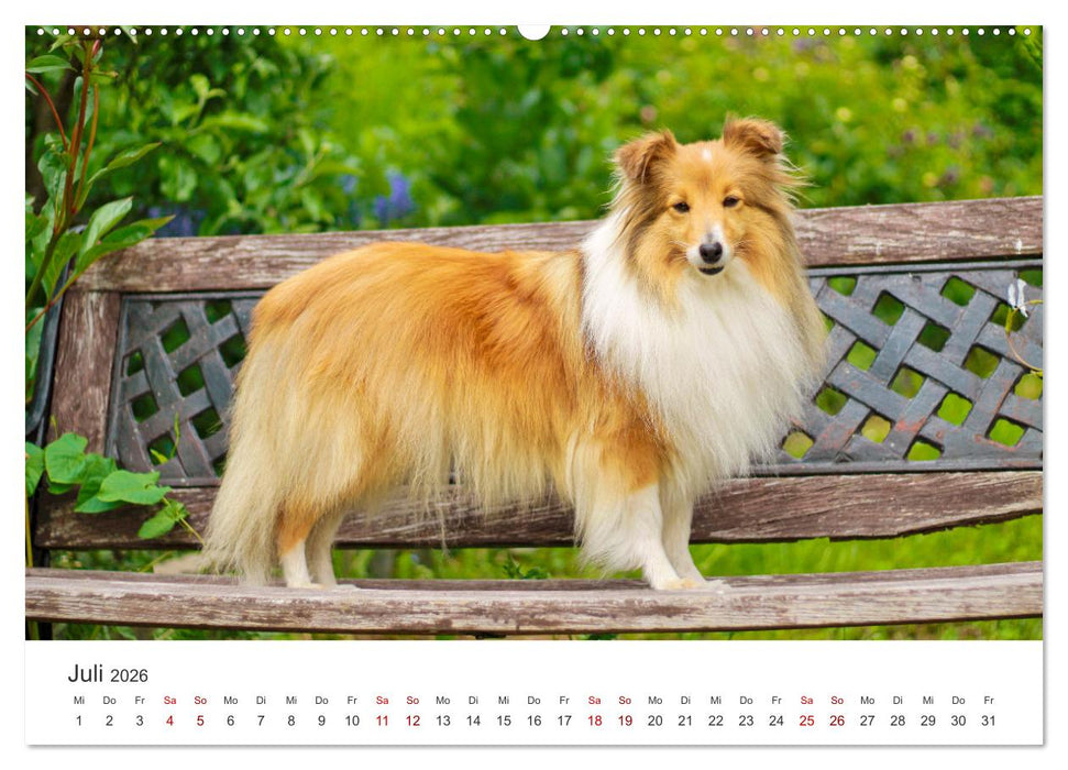 Shelties - Die zuckersüßen Vierbeiner. (CALVENDO Premium Wandkalender 2026)