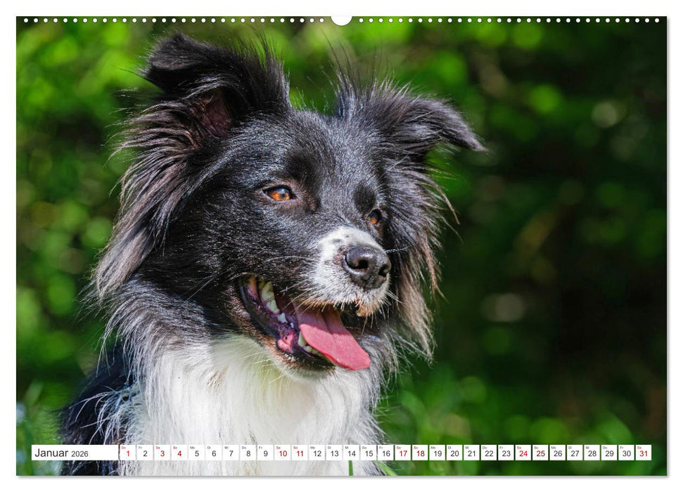 Border Collie - Das Universalgenie unter den Hunden (CALVENDO Premium Wandkalender 2026)