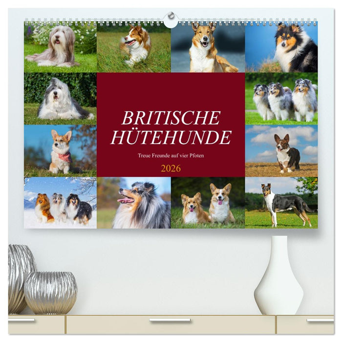 Britische Hütehunde - Treue Freunde auf vier Pfoten (CALVENDO Premium Wandkalender 2026)