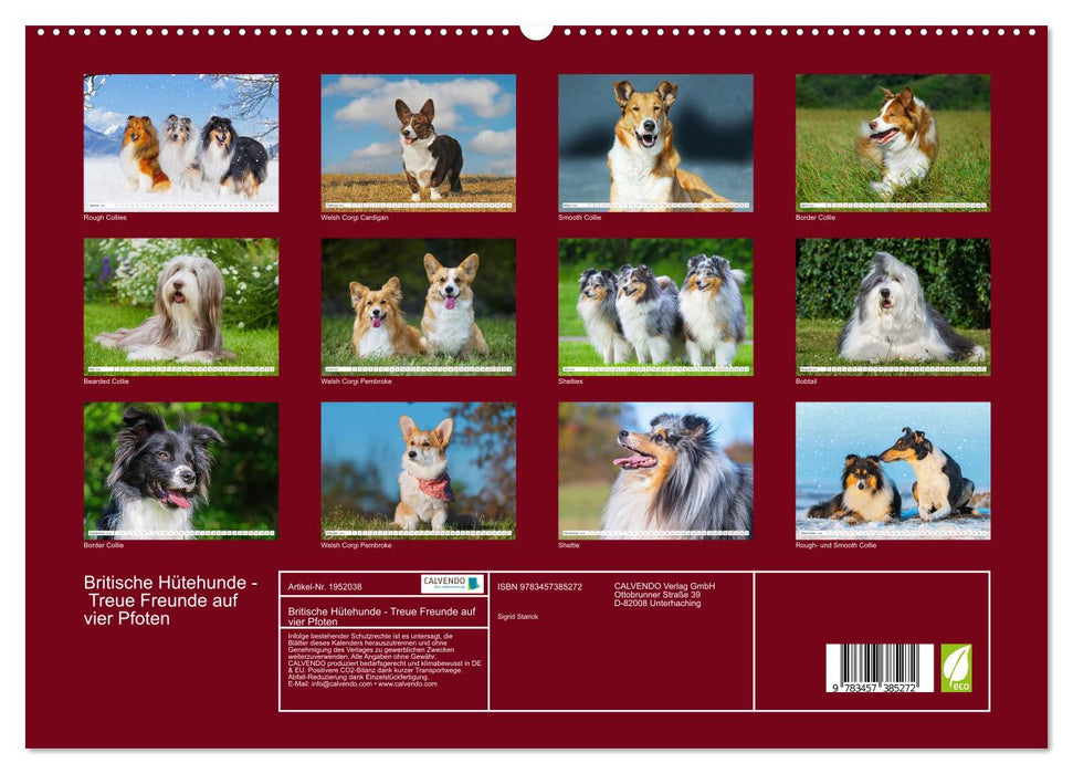 Britische Hütehunde - Treue Freunde auf vier Pfoten (CALVENDO Premium Wandkalender 2026)