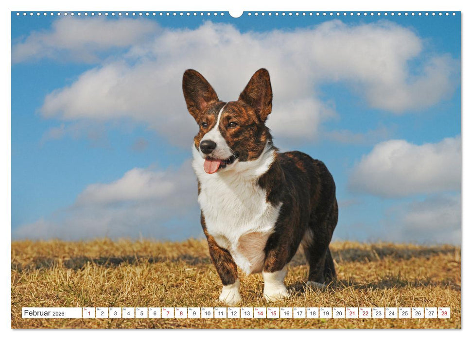 Britische Hütehunde - Treue Freunde auf vier Pfoten (CALVENDO Premium Wandkalender 2026)