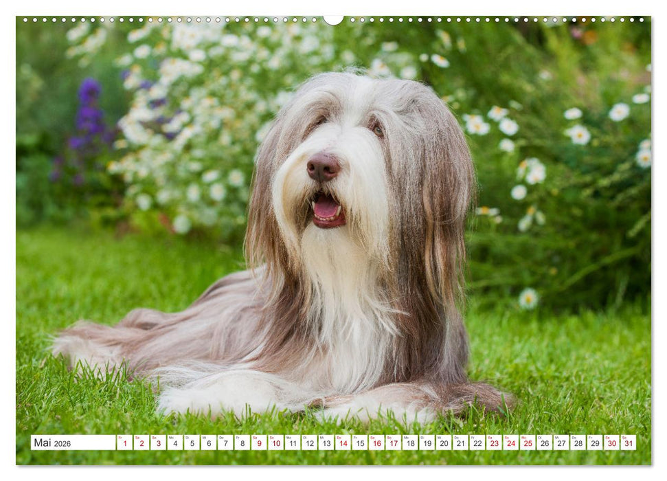 Britische Hütehunde - Treue Freunde auf vier Pfoten (CALVENDO Premium Wandkalender 2026)