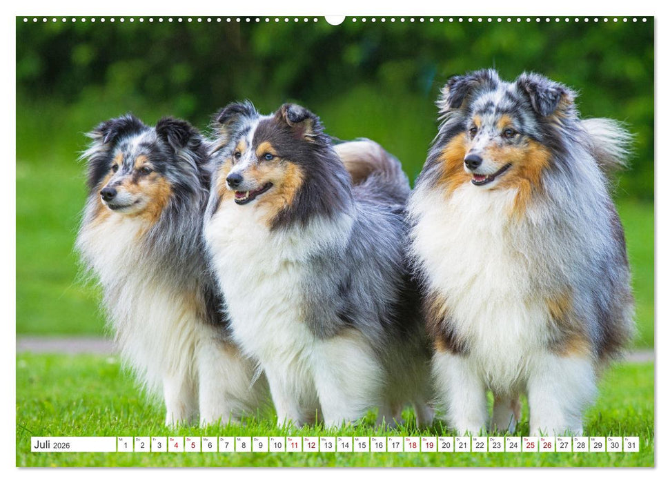 Britische Hütehunde - Treue Freunde auf vier Pfoten (CALVENDO Premium Wandkalender 2026)
