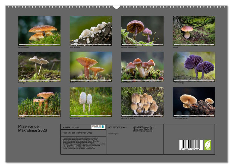 Pilze vor der Makrolinse 2026 (CALVENDO Premium Wandkalender 2026)