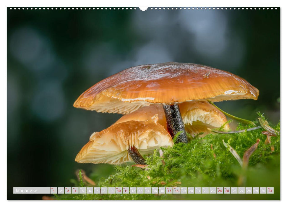 Pilze vor der Makrolinse 2026 (CALVENDO Premium Wandkalender 2026)