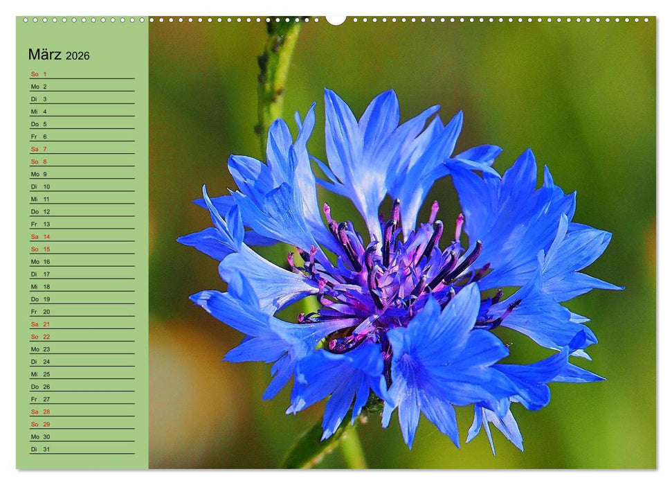 Farbenprächtige Blumenwiese (CALVENDO Premium Wandkalender 2026)