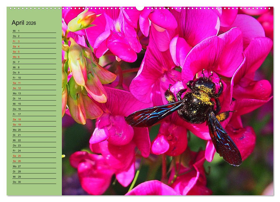 Farbenprächtige Blumenwiese (CALVENDO Premium Wandkalender 2026)