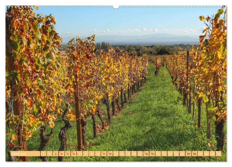 Das Elsass (CALVENDO Premium Wandkalender 2026)