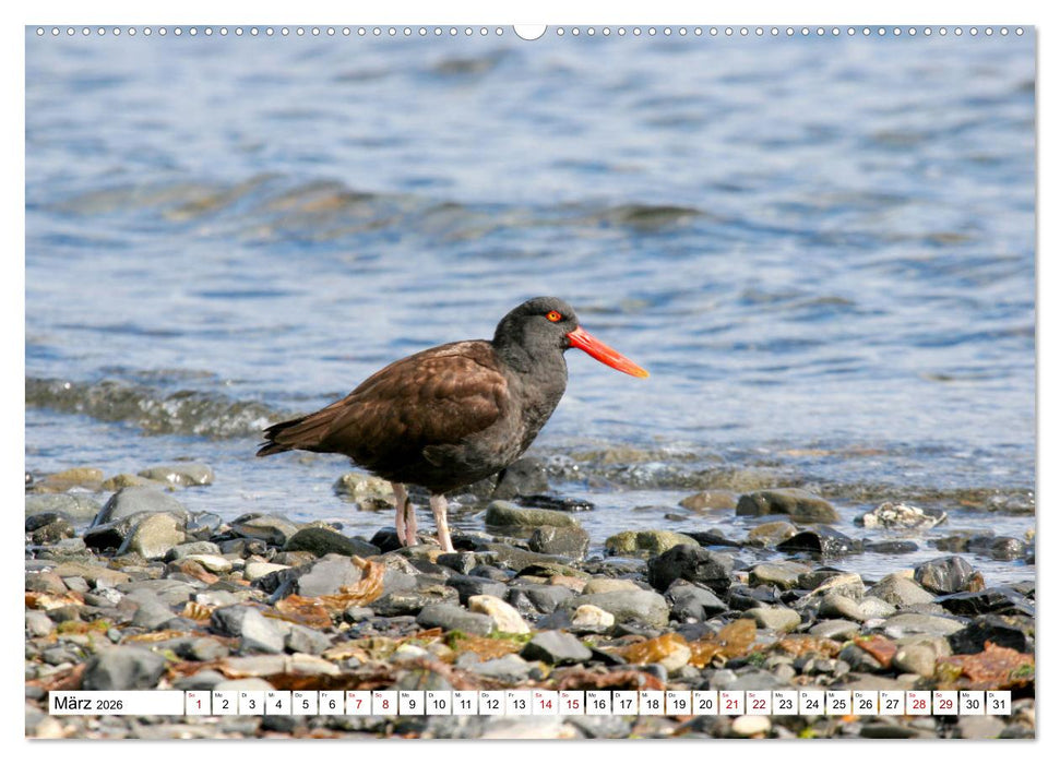 Antarktis Auf der Entdeckung ihrer Tierwelt (CALVENDO Premium Wandkalender 2026)