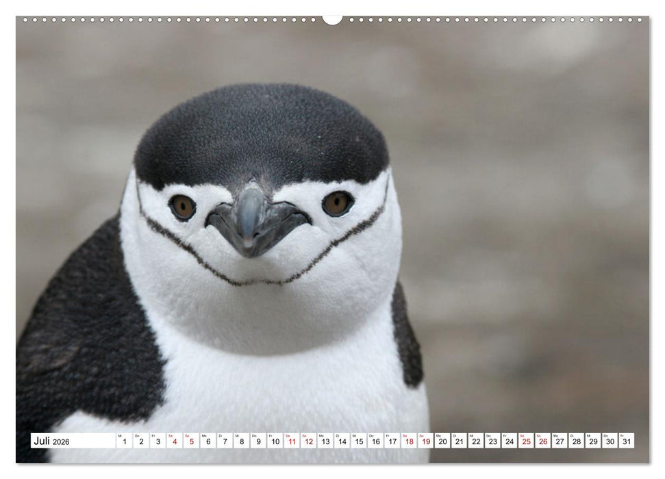 Antarktis Auf der Entdeckung ihrer Tierwelt (CALVENDO Premium Wandkalender 2026)