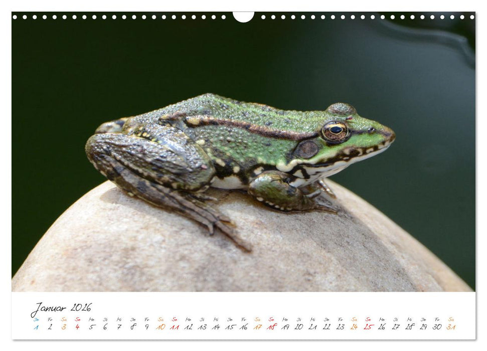 Frosch Karl, Hans und Max im Einklang der Natur (CALVENDO Wandkalender 2026)