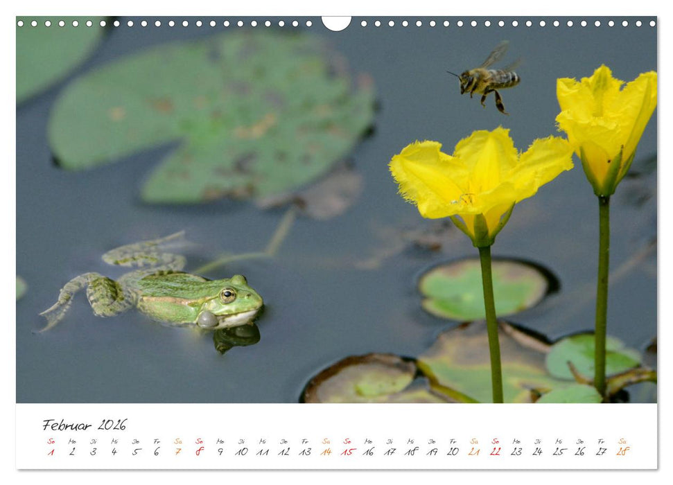 Frosch Karl, Hans und Max im Einklang der Natur (CALVENDO Wandkalender 2026)