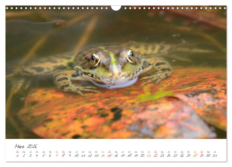 Frosch Karl, Hans und Max im Einklang der Natur (CALVENDO Wandkalender 2026)