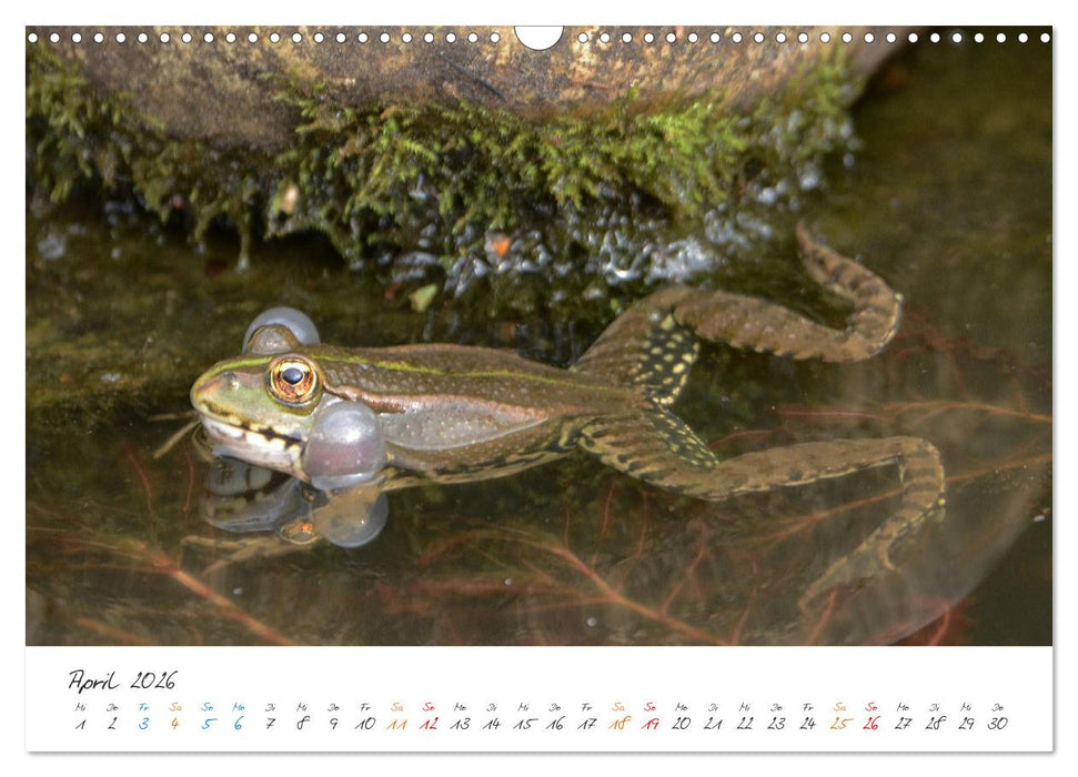 Frosch Karl, Hans und Max im Einklang der Natur (CALVENDO Wandkalender 2026)