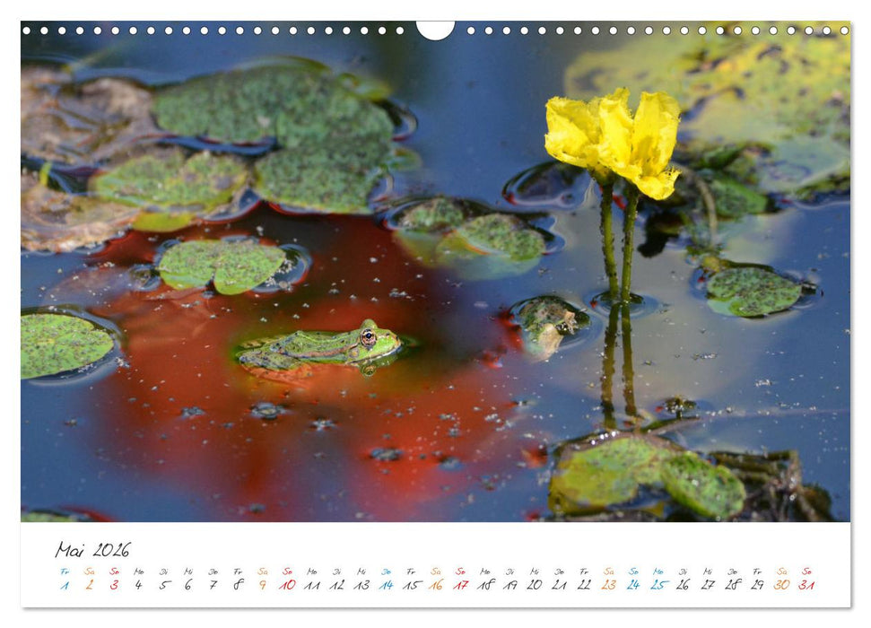 Frosch Karl, Hans und Max im Einklang der Natur (CALVENDO Wandkalender 2026)