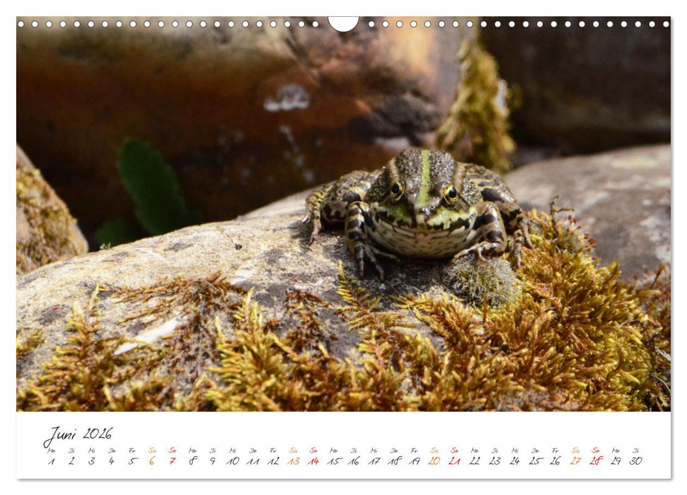 Frosch Karl, Hans und Max im Einklang der Natur (CALVENDO Wandkalender 2026)