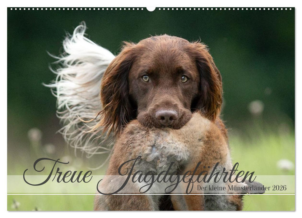 Treue Jagdgefährten Der kleine Münsterländer (CALVENDO Wandkalender 2026)