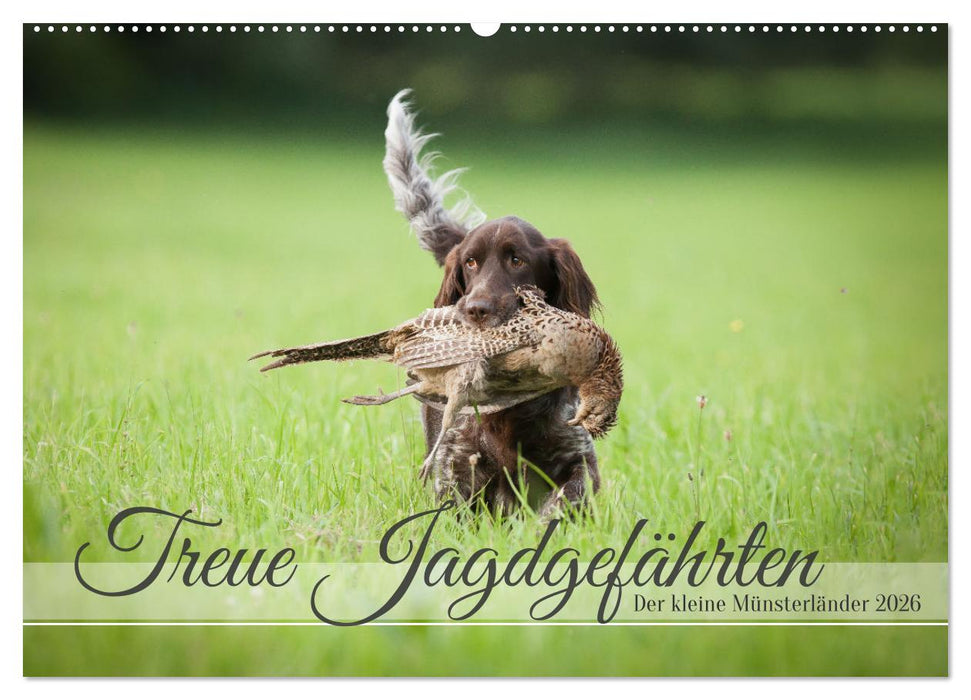 Treue Jagdgefährten Der kleine Münsterländer (CALVENDO Wandkalender 2026)