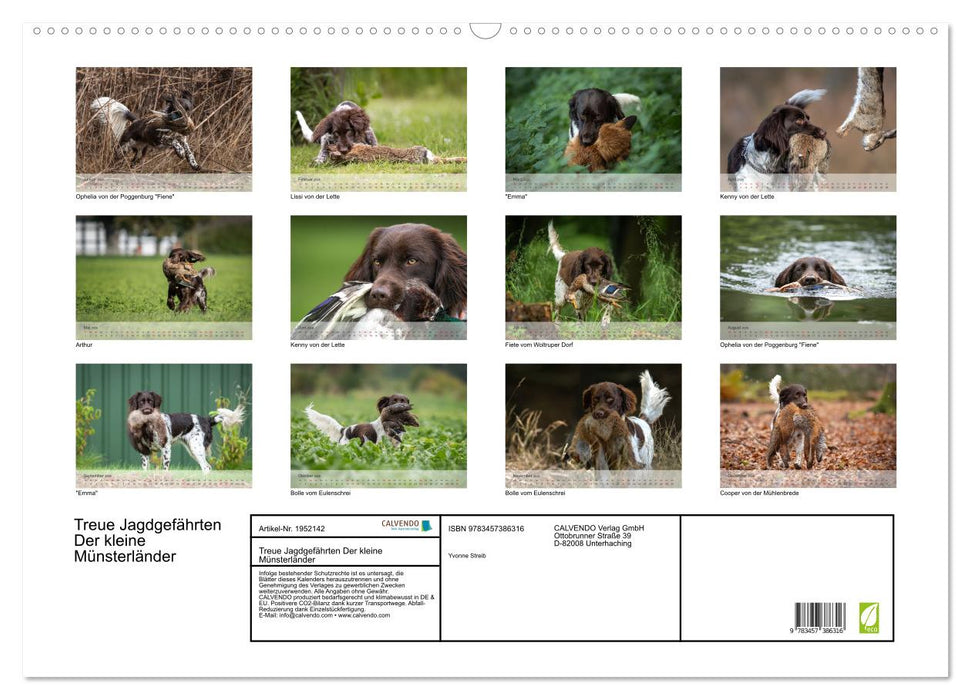 Treue Jagdgefährten Der kleine Münsterländer (CALVENDO Wandkalender 2026)