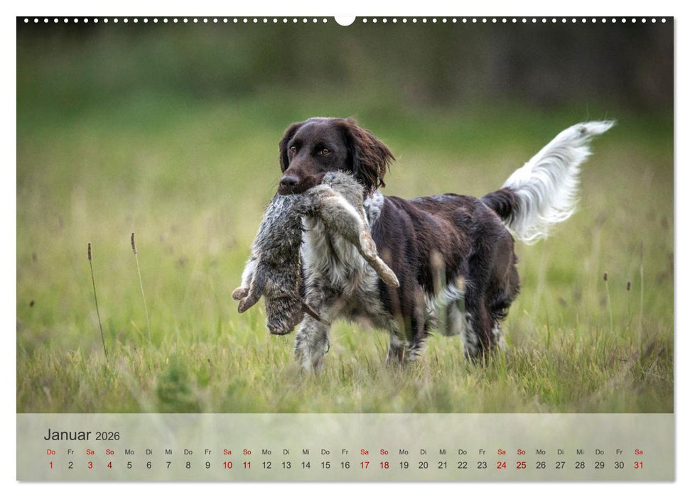 Treue Jagdgefährten Der kleine Münsterländer (CALVENDO Wandkalender 2026)