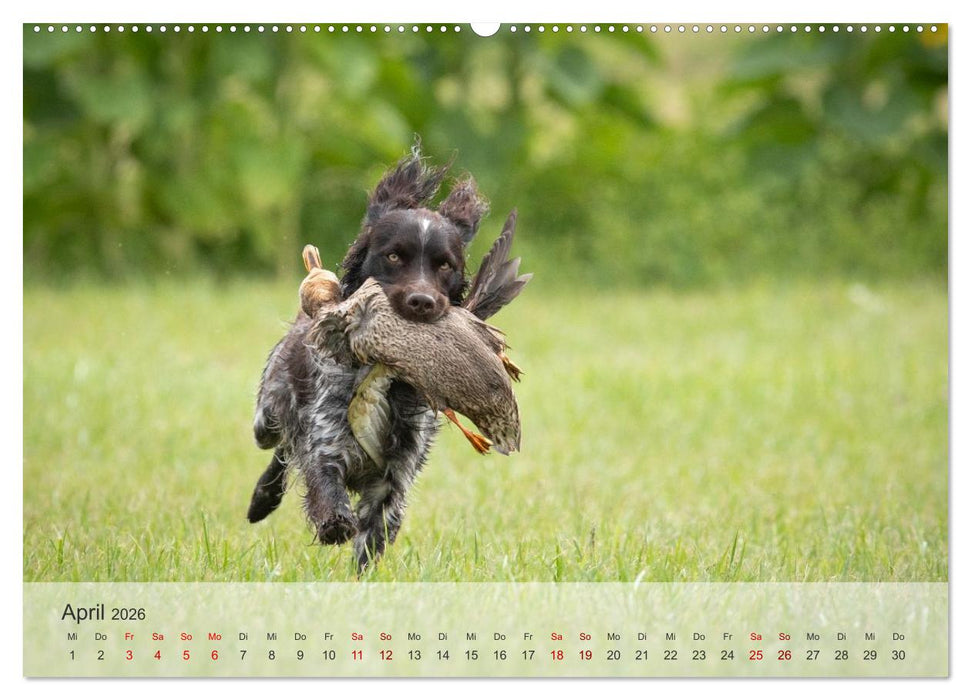 Treue Jagdgefährten Der kleine Münsterländer (CALVENDO Wandkalender 2026)