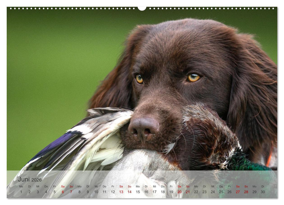 Treue Jagdgefährten Der kleine Münsterländer (CALVENDO Wandkalender 2026)
