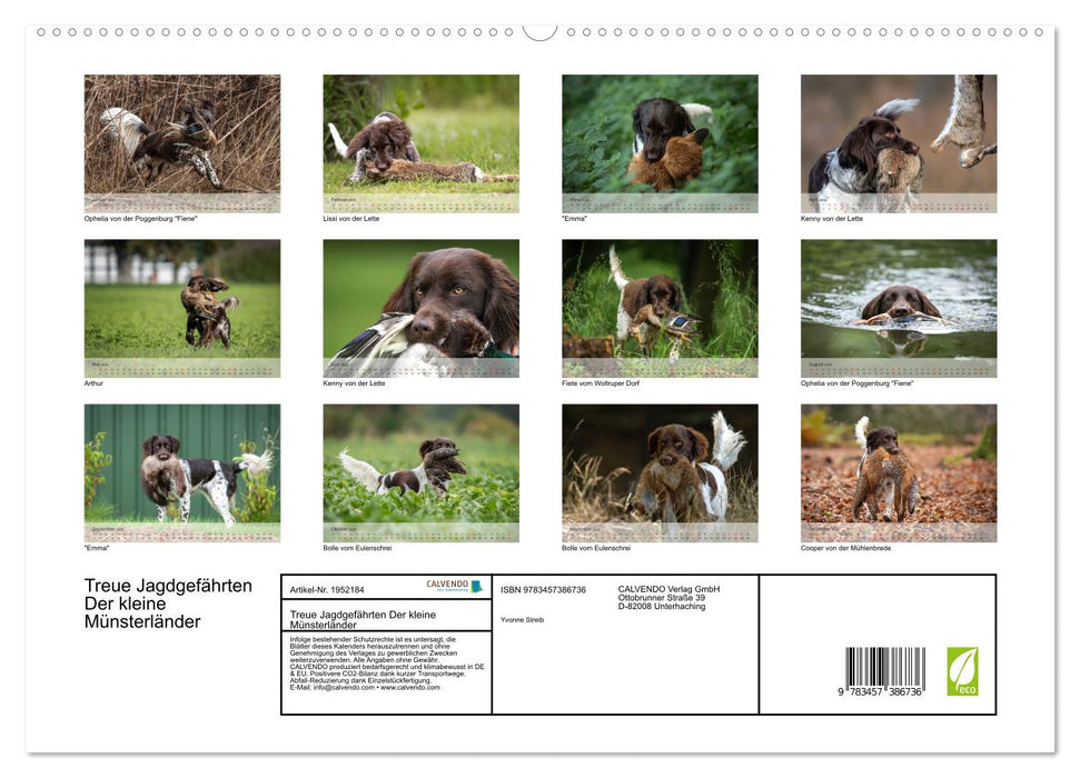 Treue Jagdgefährten Der kleine Münsterländer (CALVENDO Premium Wandkalender 2026)