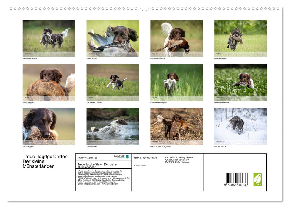 Treue Jagdgefährten Der kleine Münsterländer (CALVENDO Premium Wandkalender 2026)