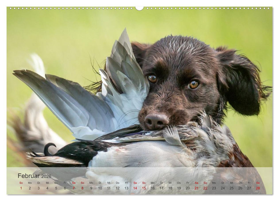 Treue Jagdgefährten Der kleine Münsterländer (CALVENDO Premium Wandkalender 2026)