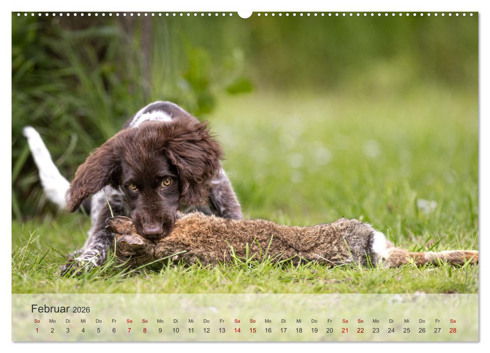 Treue Jagdgefährten Der kleine Münsterländer (CALVENDO Premium Wandkalender 2026)