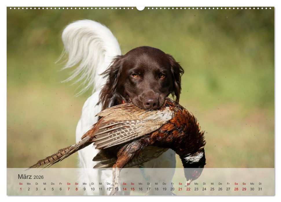 Treue Jagdgefährten Der kleine Münsterländer (CALVENDO Premium Wandkalender 2026)