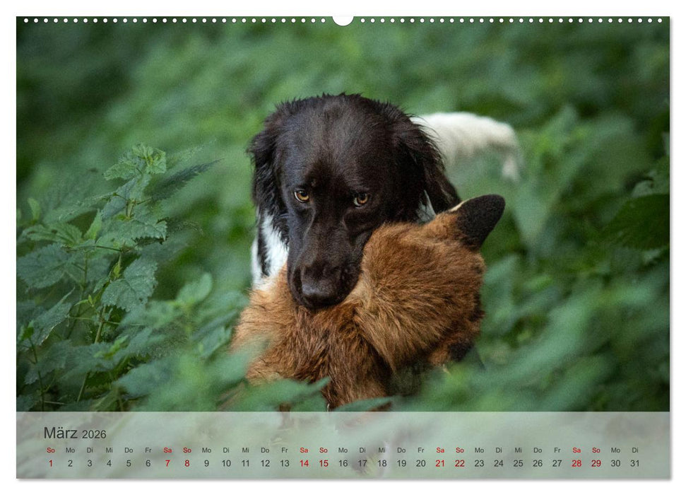 Treue Jagdgefährten Der kleine Münsterländer (CALVENDO Premium Wandkalender 2026)