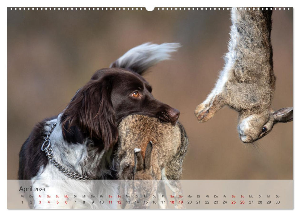 Treue Jagdgefährten Der kleine Münsterländer (CALVENDO Premium Wandkalender 2026)