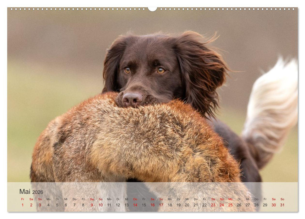 Treue Jagdgefährten Der kleine Münsterländer (CALVENDO Premium Wandkalender 2026)