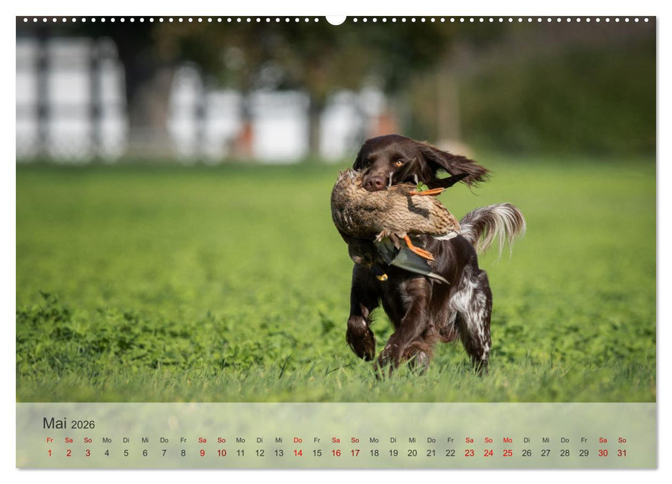 Treue Jagdgefährten Der kleine Münsterländer (CALVENDO Premium Wandkalender 2026)