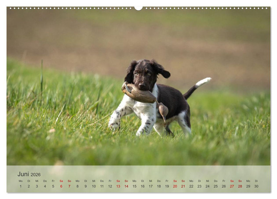 Treue Jagdgefährten Der kleine Münsterländer (CALVENDO Premium Wandkalender 2026)