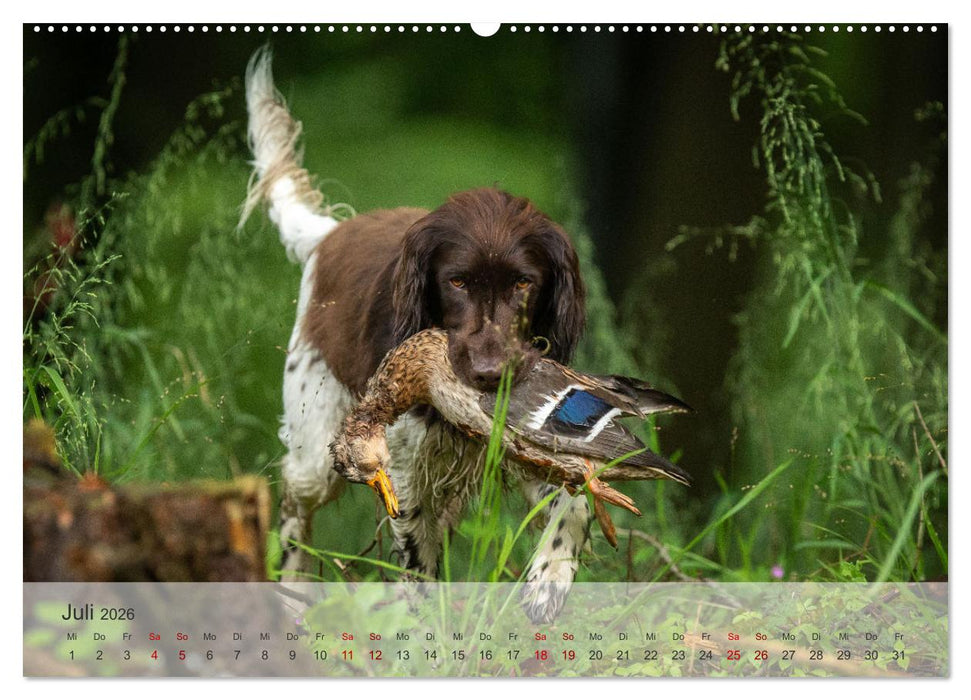 Treue Jagdgefährten Der kleine Münsterländer (CALVENDO Premium Wandkalender 2026)