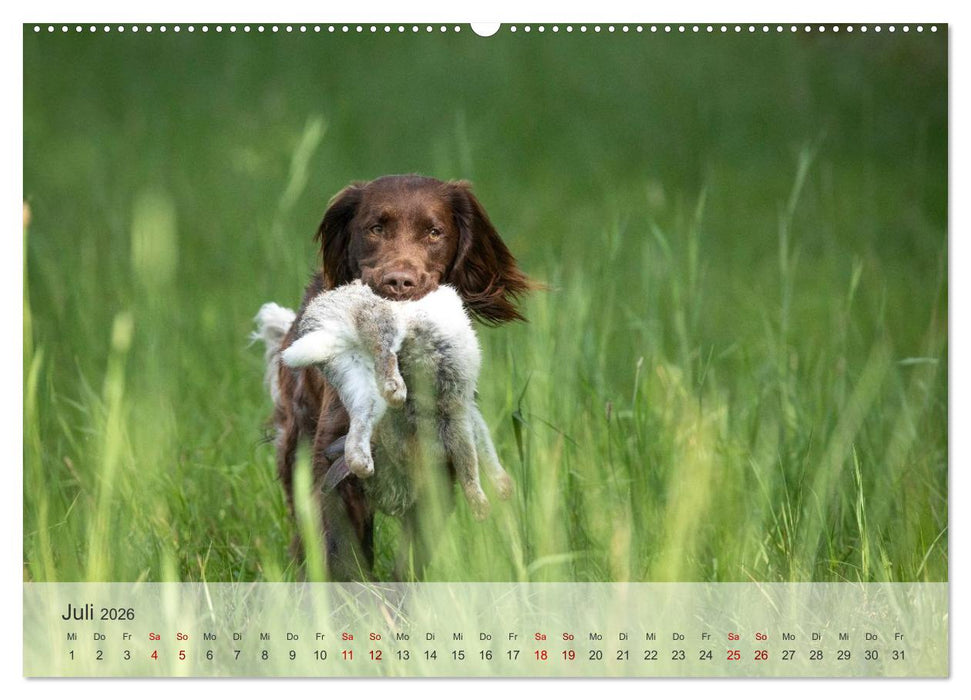 Treue Jagdgefährten Der kleine Münsterländer (CALVENDO Premium Wandkalender 2026)