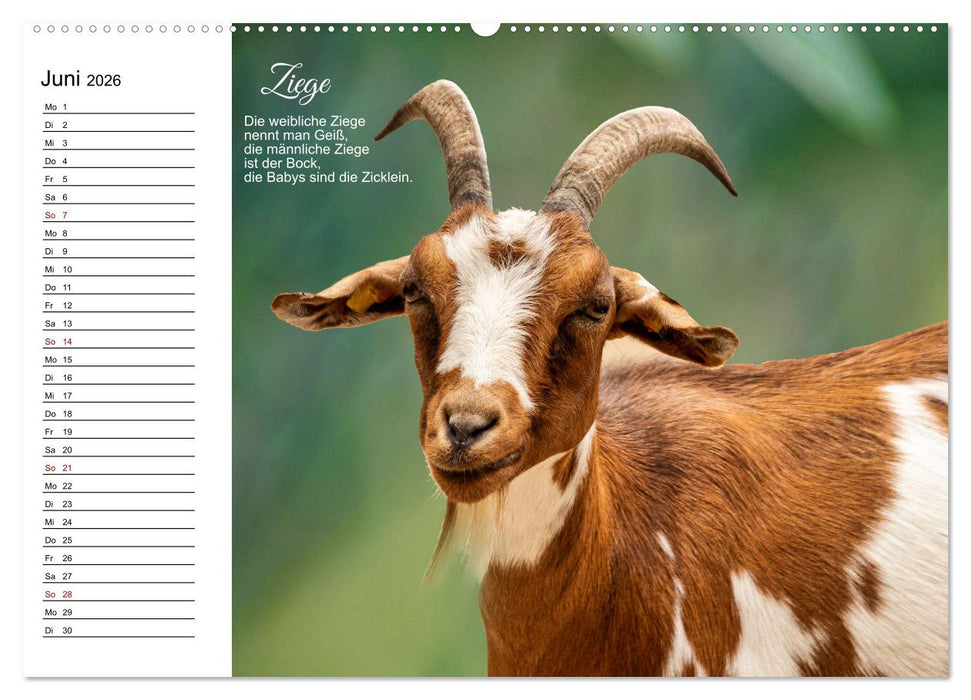 Für pfiffige Kids- Haus- und Hoftiere (CALVENDO Wandkalender 2026)