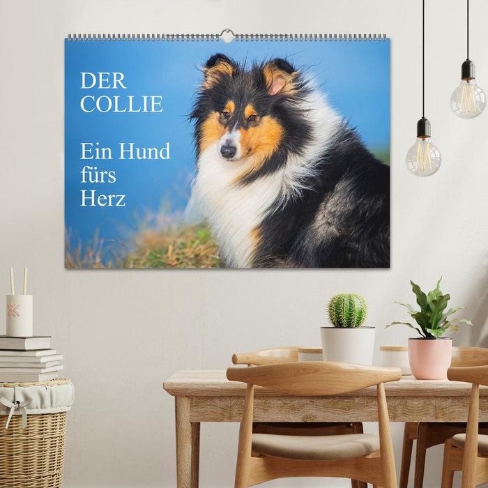 Der Collie - ein Hund fürs Herz (CALVENDO Wandkalender 2026)