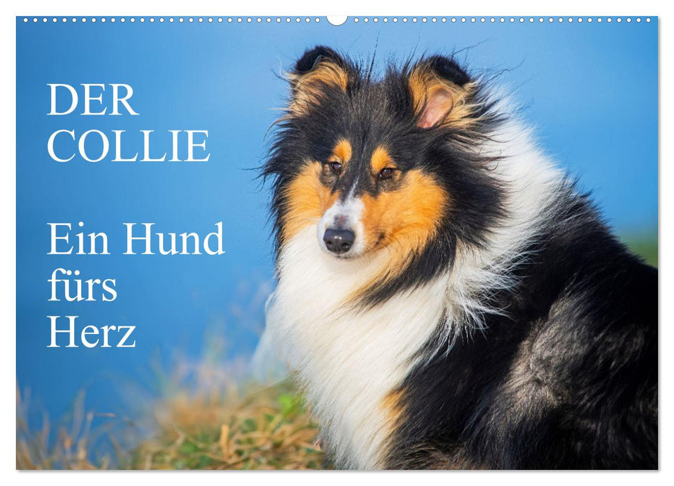Der Collie - ein Hund fürs Herz (CALVENDO Wandkalender 2026)