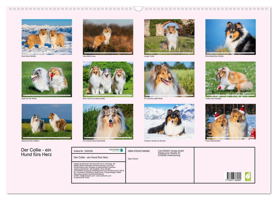 Der Collie - ein Hund fürs Herz (CALVENDO Wandkalender 2026)
