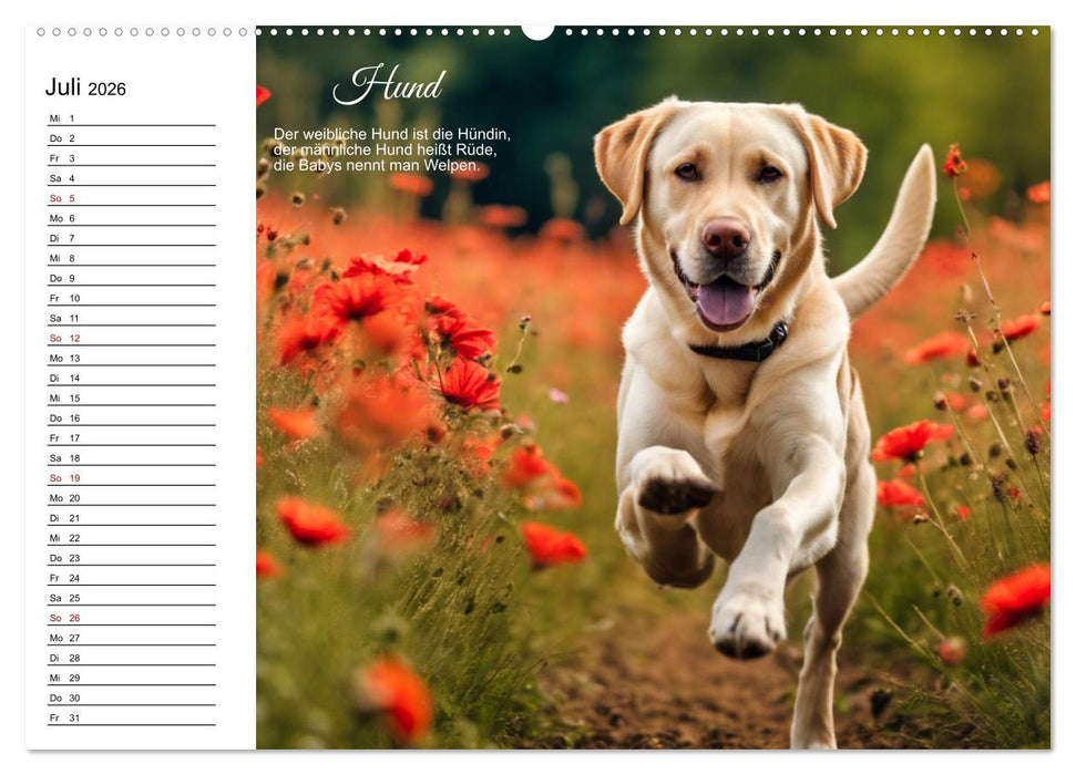 Für pfiffige Kids- Haus- und Hoftiere (CALVENDO Premium Wandkalender 2026)