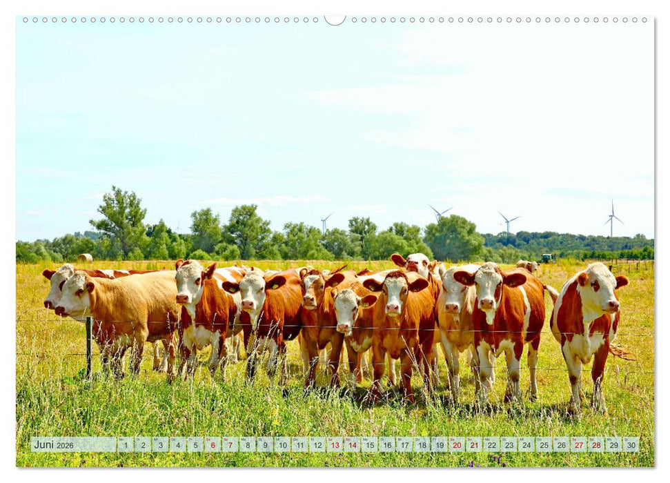 Fischland zwischen Ostsee und Bodden (CALVENDO Wandkalender 2026)