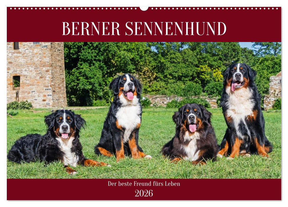Berner Sennenhund - Der beste Freund fürs Leben (CALVENDO Wandkalender 2026)