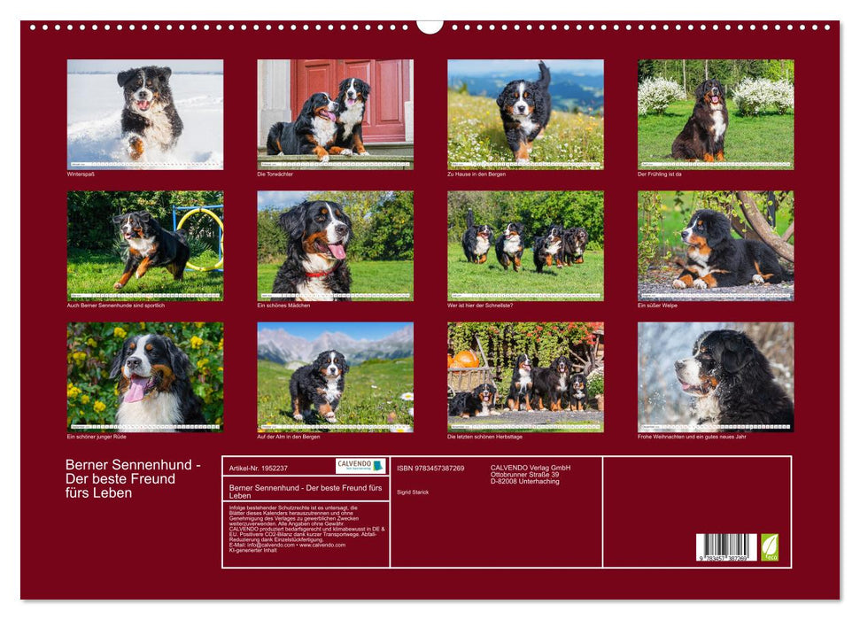 Berner Sennenhund - Der beste Freund fürs Leben (CALVENDO Wandkalender 2026)
