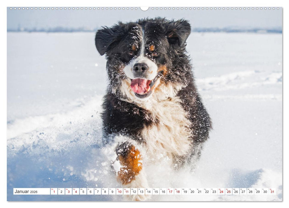 Berner Sennenhund - Der beste Freund fürs Leben (CALVENDO Wandkalender 2026)
