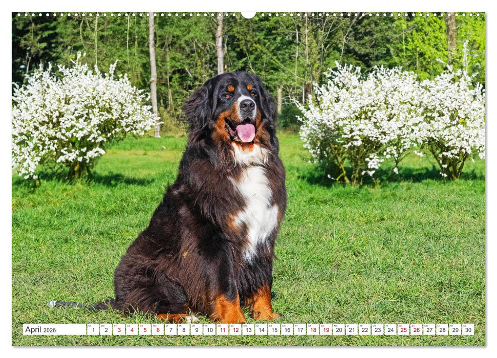 Berner Sennenhund - Der beste Freund fürs Leben (CALVENDO Wandkalender 2026)