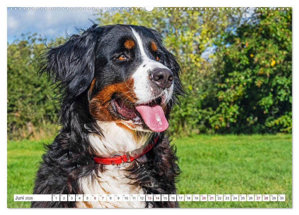 Berner Sennenhund - Der beste Freund fürs Leben (CALVENDO Wandkalender 2026)