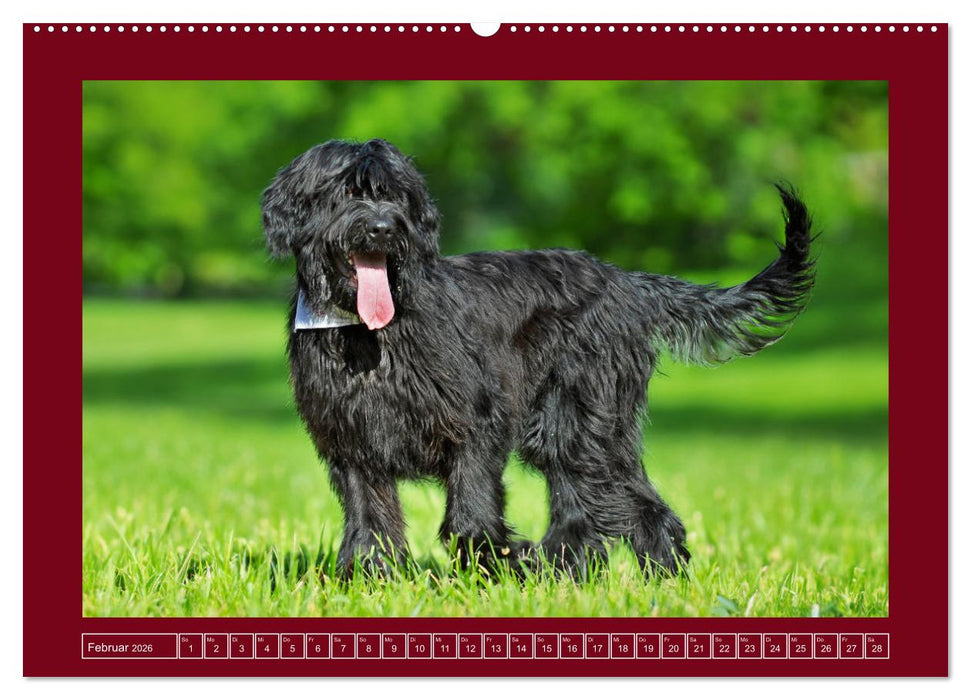 Herz auf vier Pfoten - Briard (CALVENDO Wandkalender 2026)